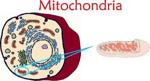 Mitochondria